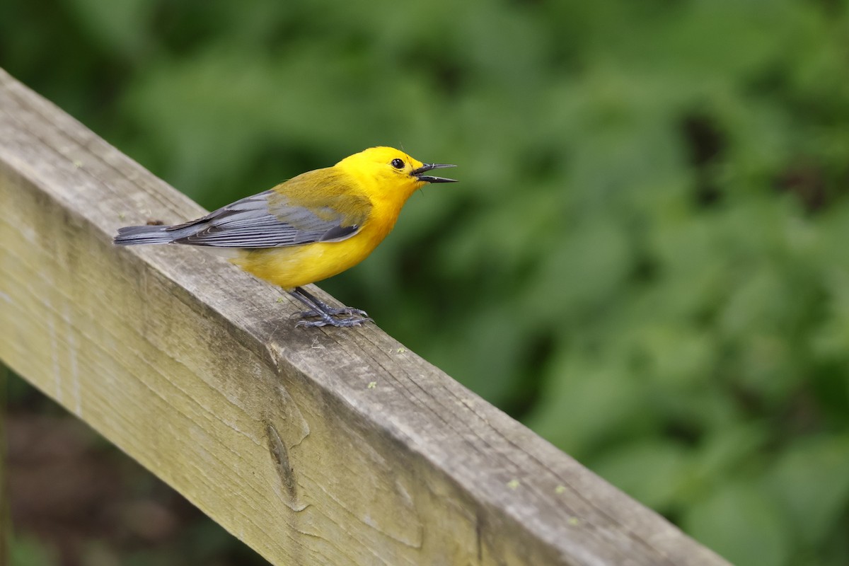 Prothonotary Warbler - ML619322525