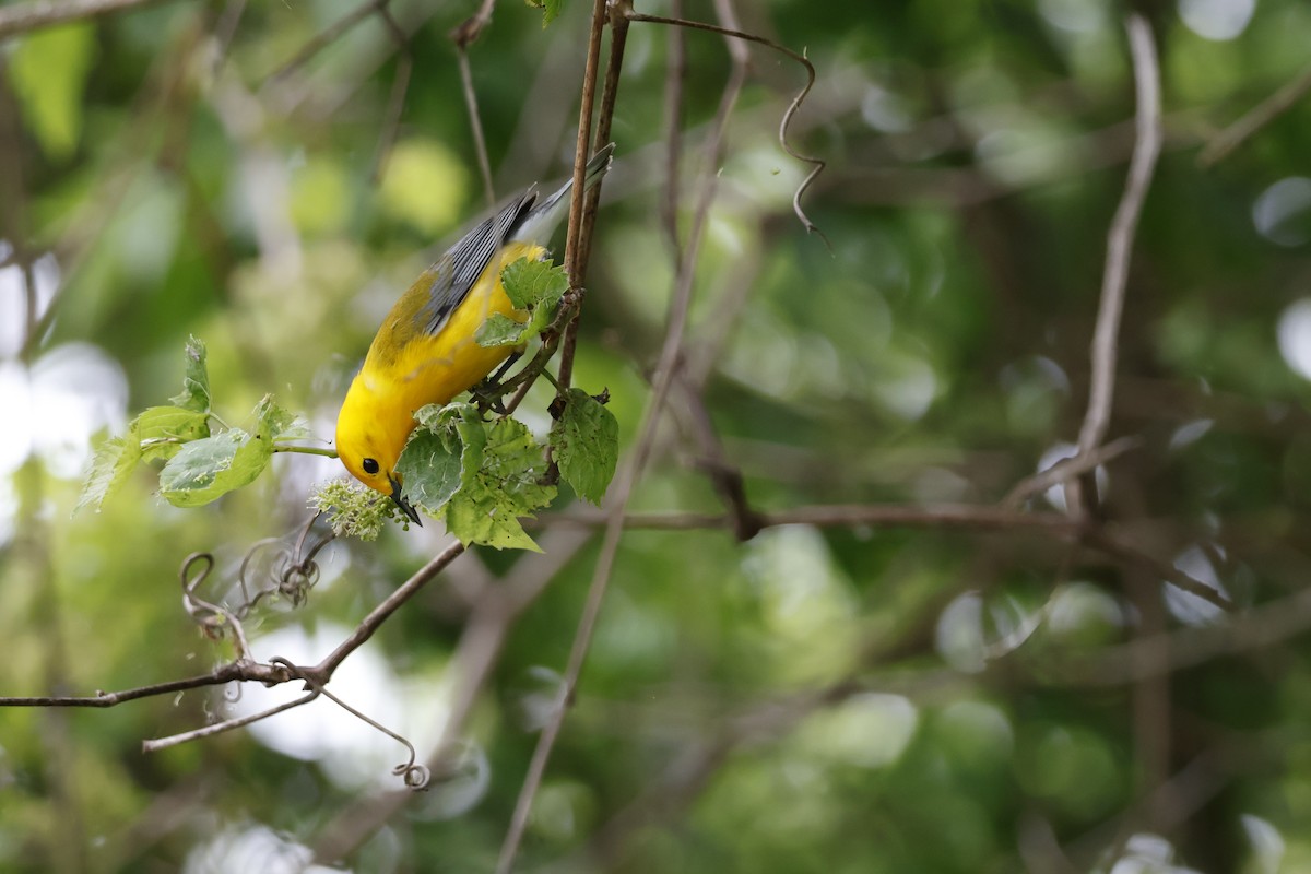 Prothonotary Warbler - ML619322526