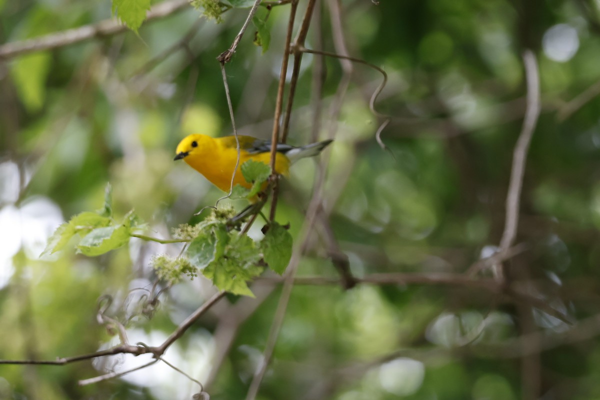 Prothonotary Warbler - ML619322527