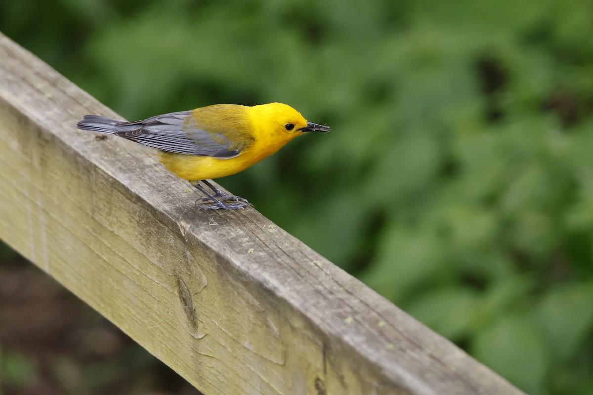 Prothonotary Warbler - ML619322529
