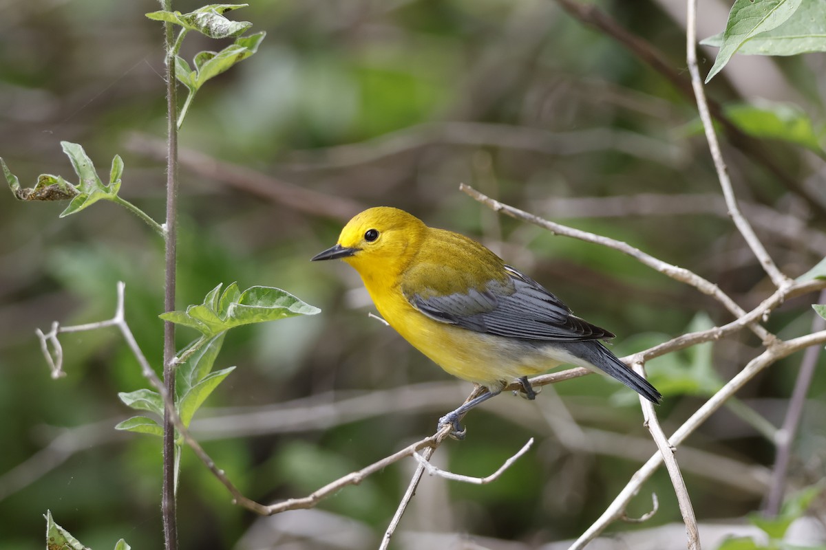 Prothonotary Warbler - ML619322530