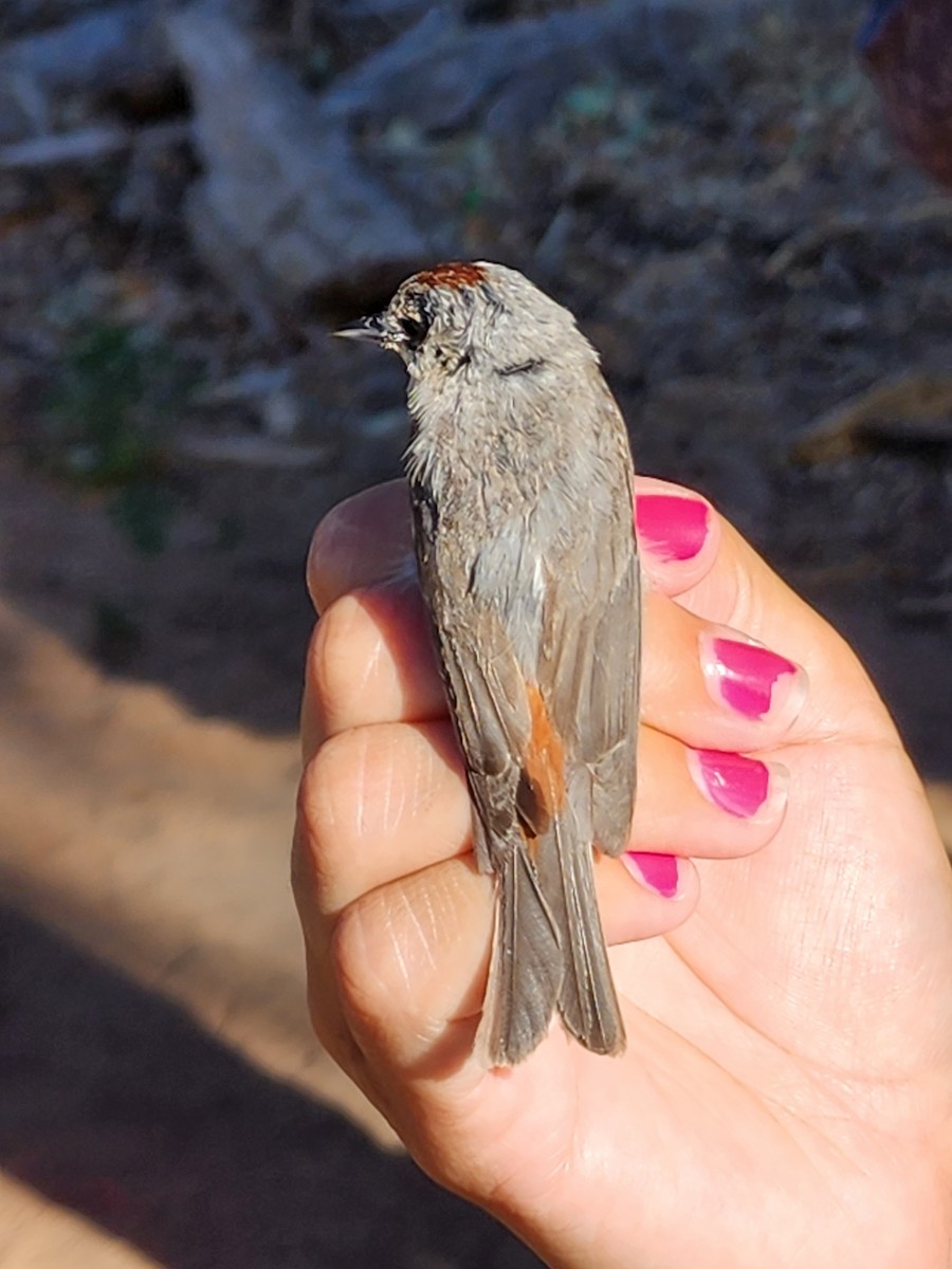 Lucy's Warbler - ML619322540