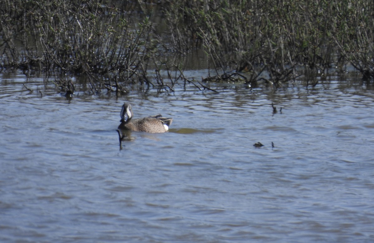 Blue-winged Teal - ML619322560