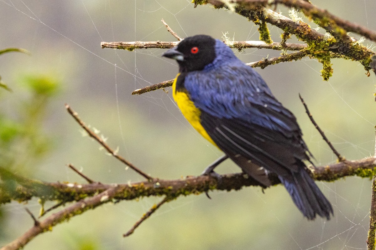 Hooded Mountain Tanager - ML619322568