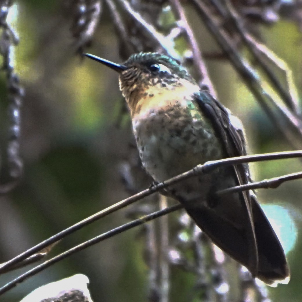 kolibřík dřišťálový - ML619322591