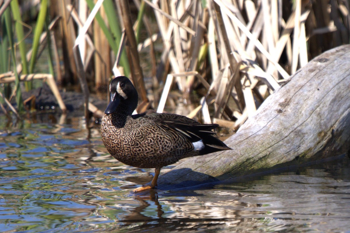 Blue-winged Teal - ML619322602