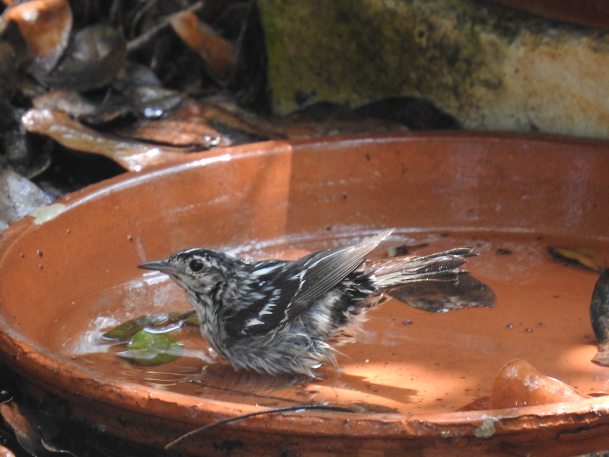 Black-and-white Warbler - ML619322604