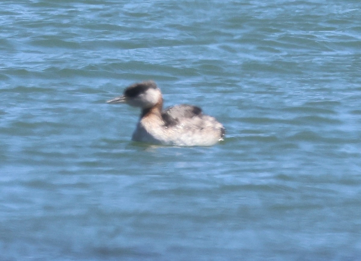 Red-necked Grebe - ML619322679