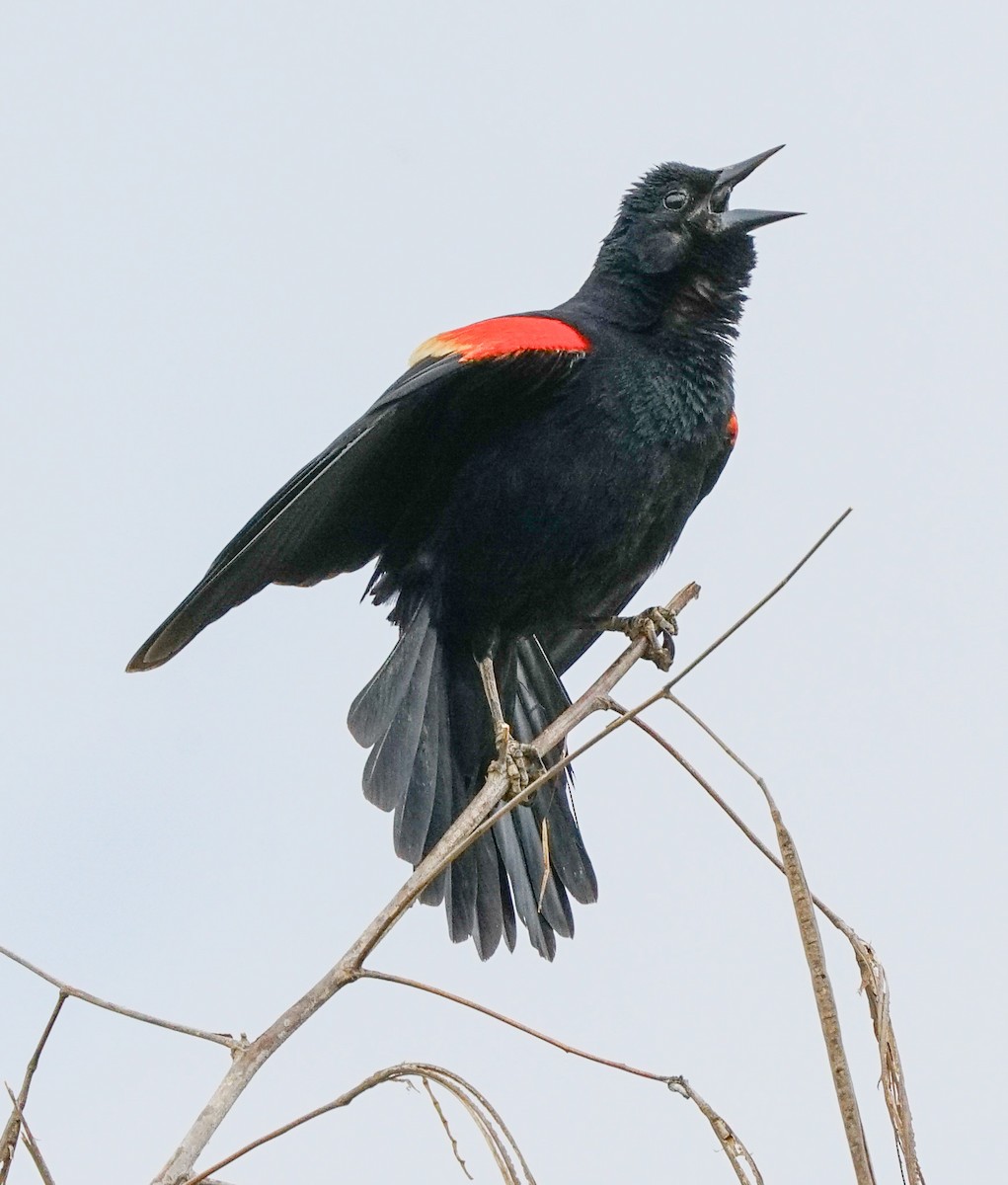 Red-winged Blackbird - ML619322713