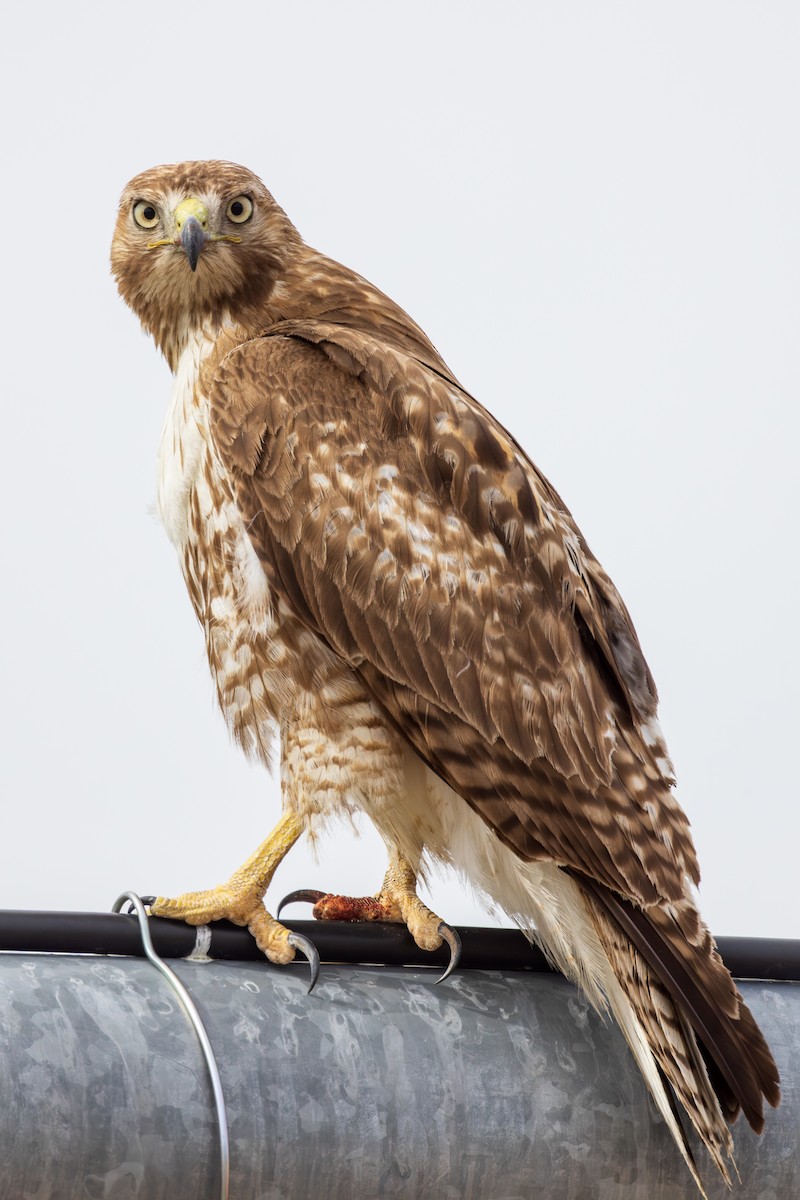 Red-tailed Hawk - ML619322749