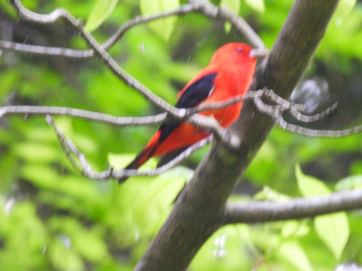 Scarlet Tanager - ML619322751
