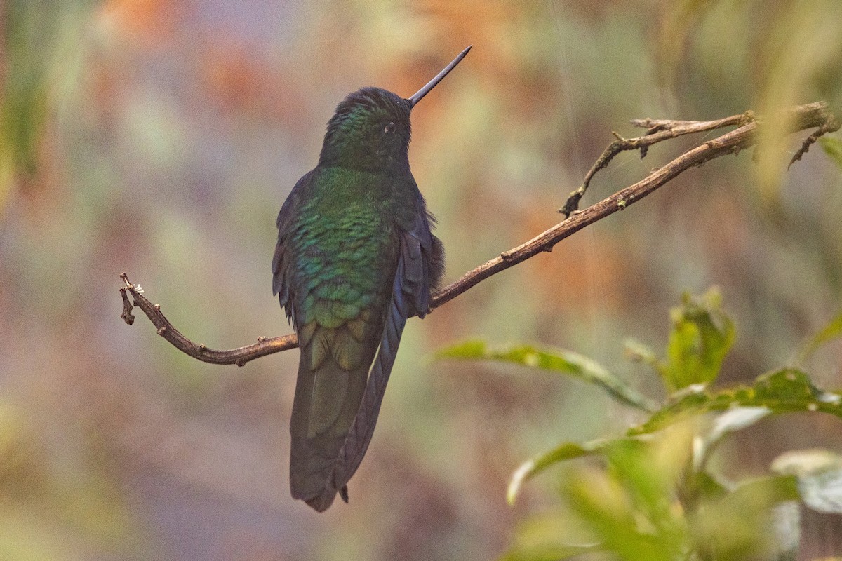kolibřík modrokřídlý - ML619322757