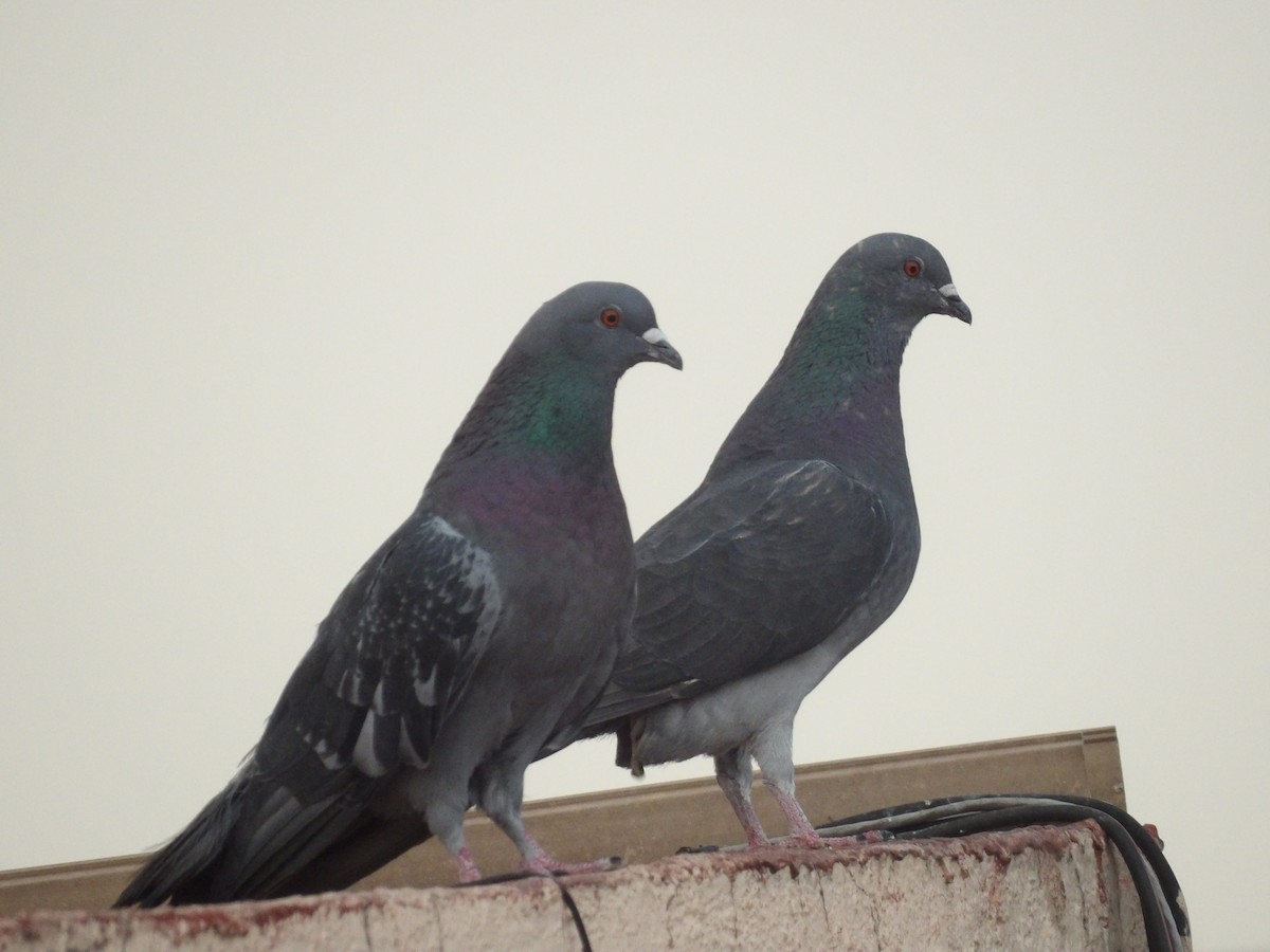 Rock Pigeon (Feral Pigeon) - ML619322783