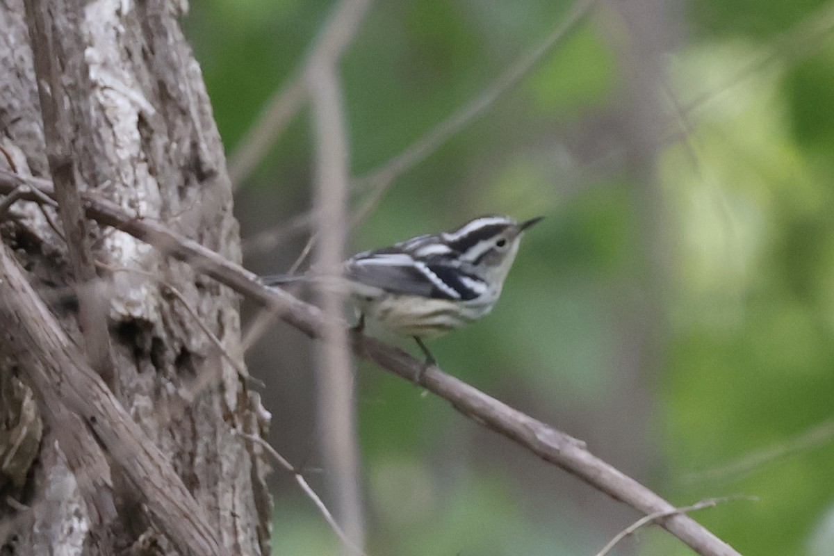 Black-and-white Warbler - ML619322789