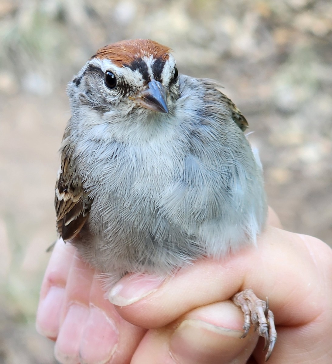 Chipping Sparrow - ML619322790