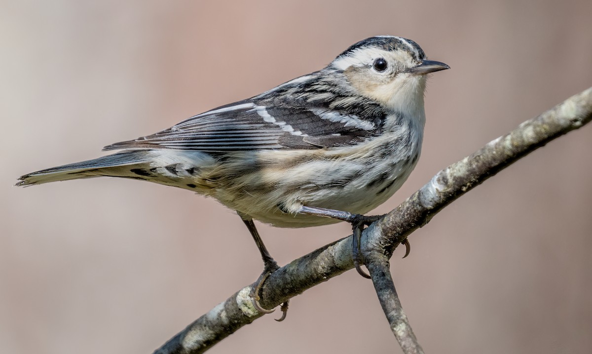 Black-and-white Warbler - ML619322794