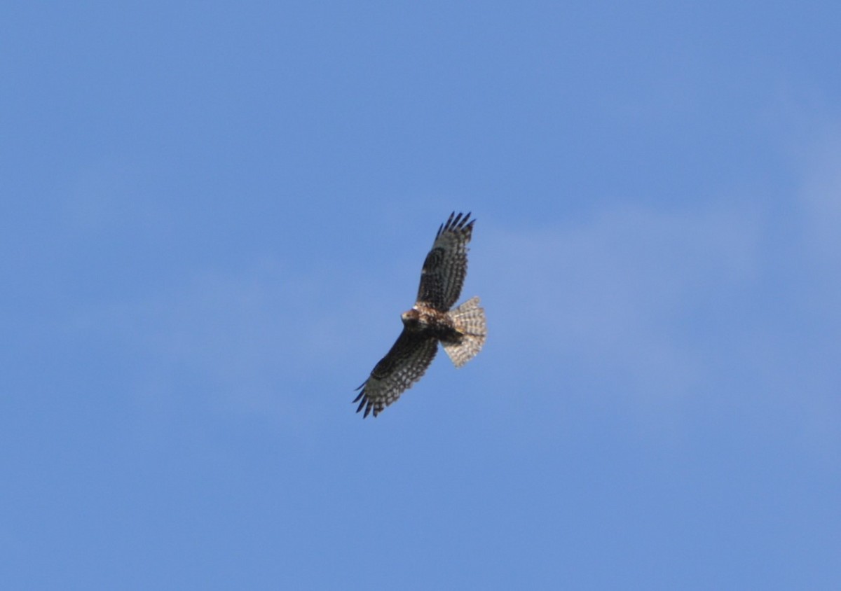 Red-tailed Hawk (Harlan's) - ML619322804