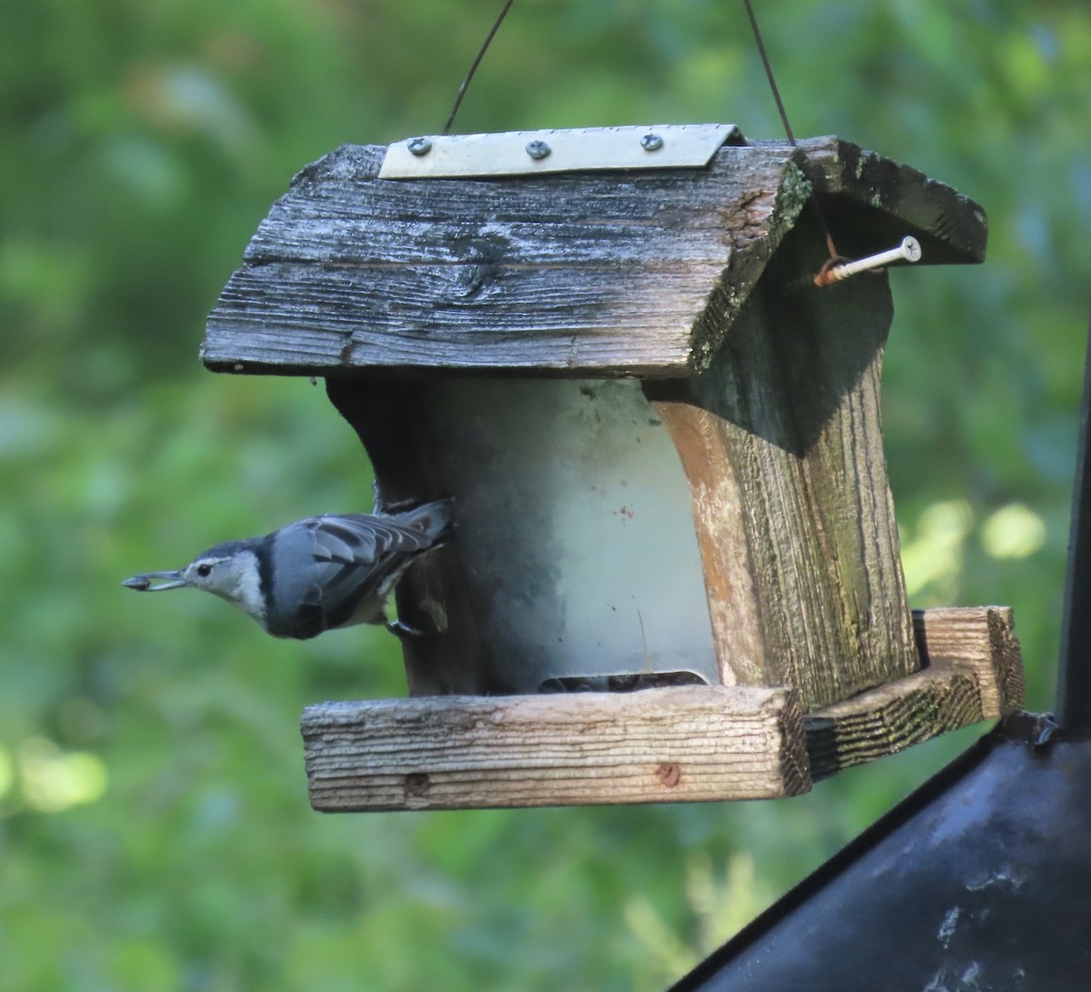 White-breasted Nuthatch (Eastern) - ML619322821
