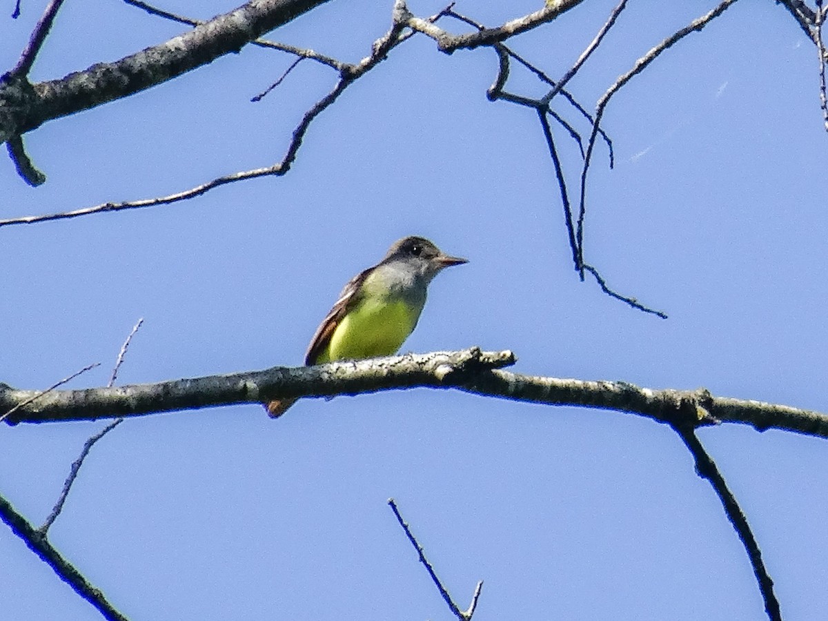 Great Crested Flycatcher - ML619322861