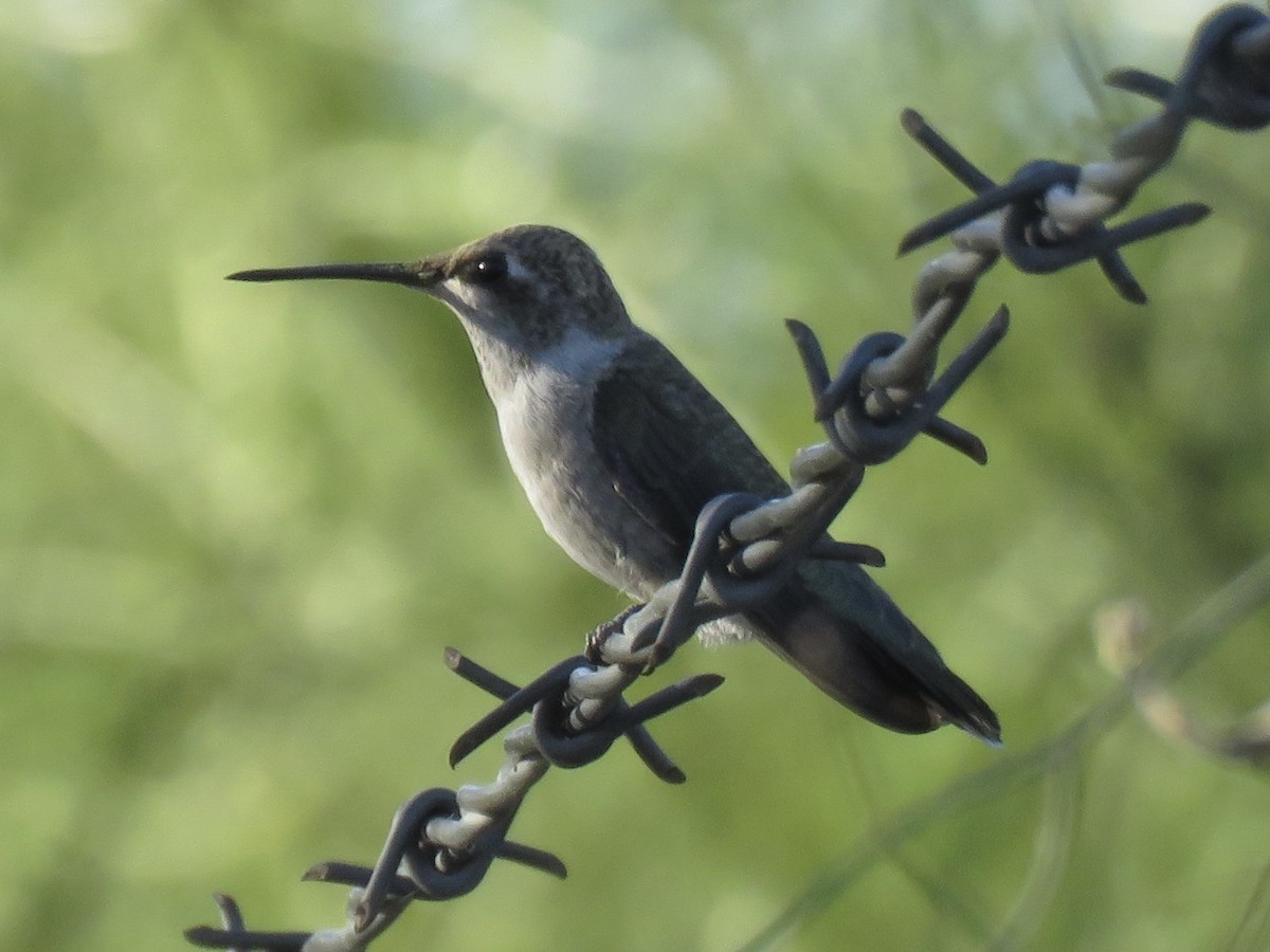 Black-chinned Hummingbird - ML619322865