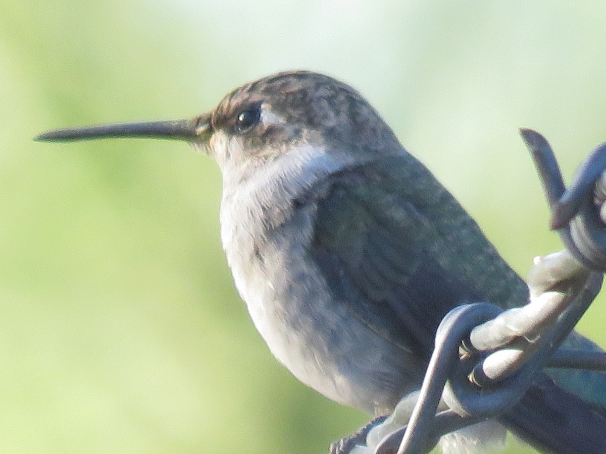 Black-chinned Hummingbird - ML619322866