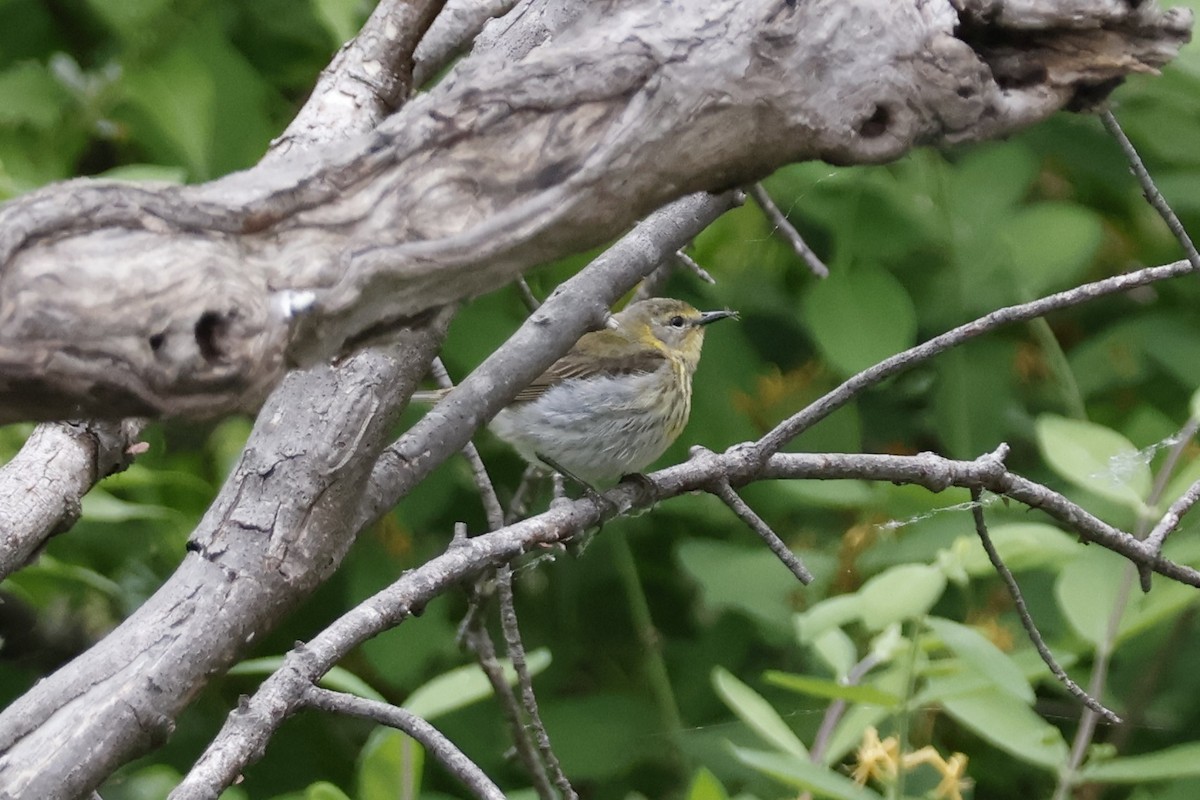 Cape May Warbler - ML619322870
