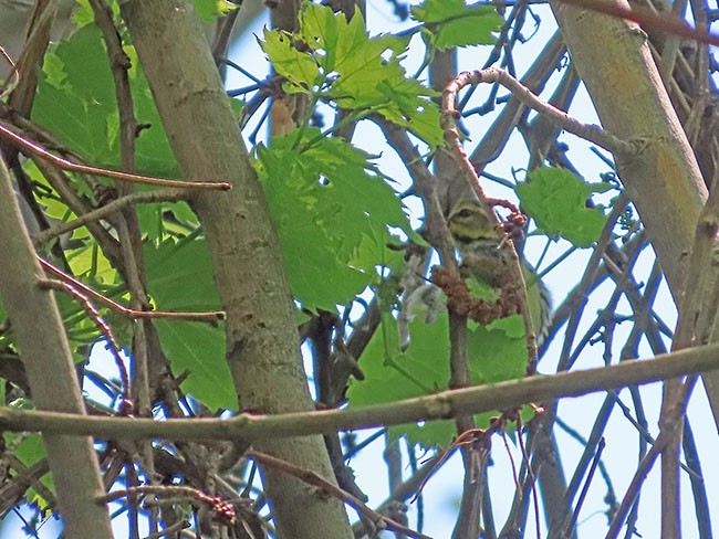 Black-throated Green Warbler - ML619322890