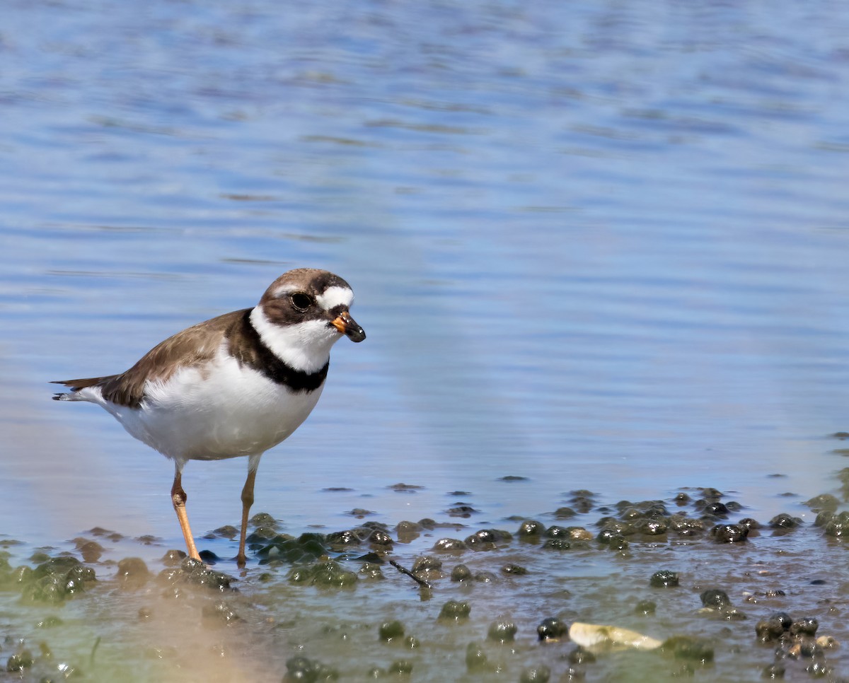 Semipalmated Plover - ML619322898