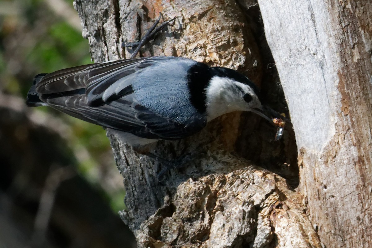 White-breasted Nuthatch - ML619322929