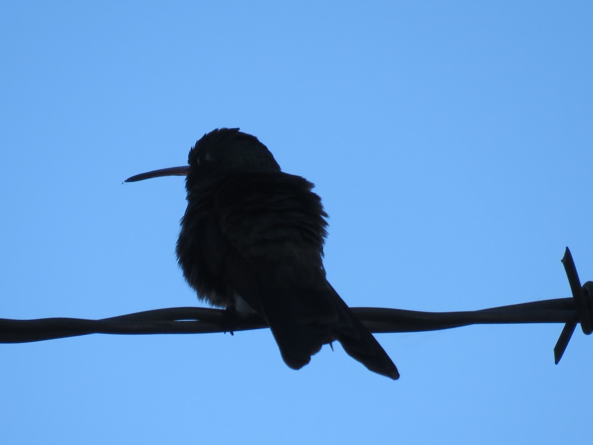 Broad-billed Hummingbird - ML619322940