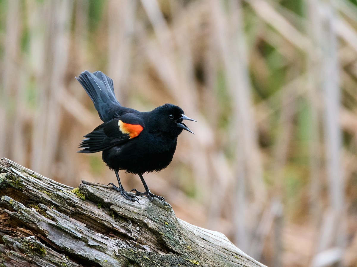 Red-winged Blackbird (Red-winged) - ML619322990