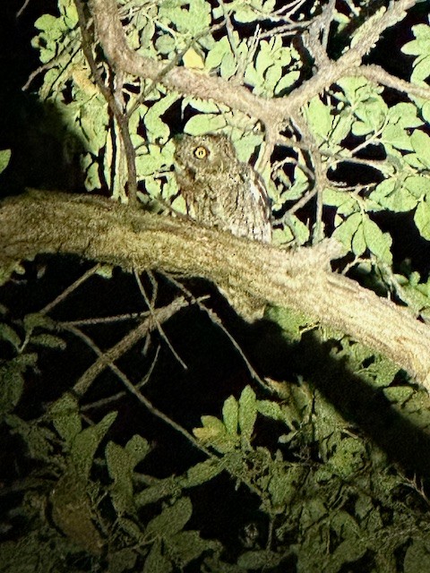 Whiskered Screech-Owl - ML619322991