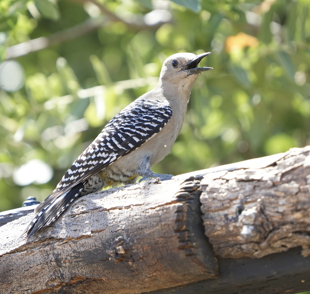 Gila Woodpecker - ML619322998