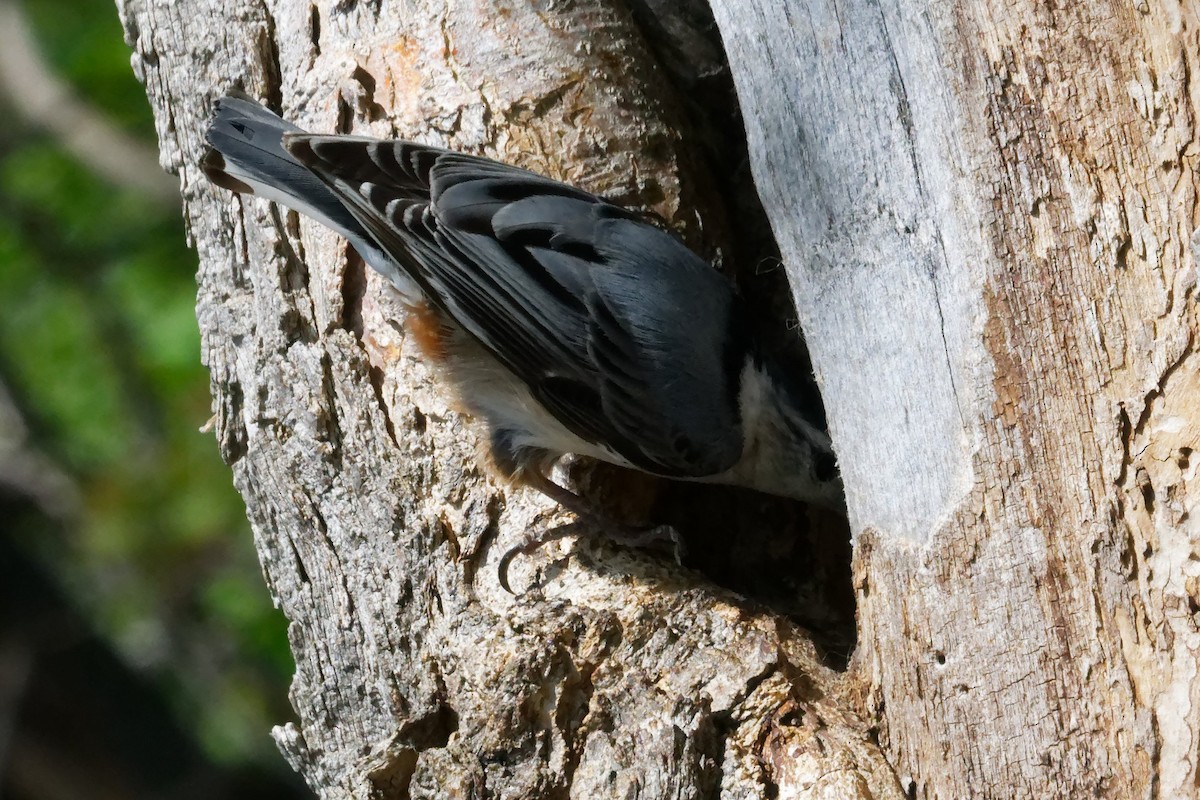 White-breasted Nuthatch - ML619323004