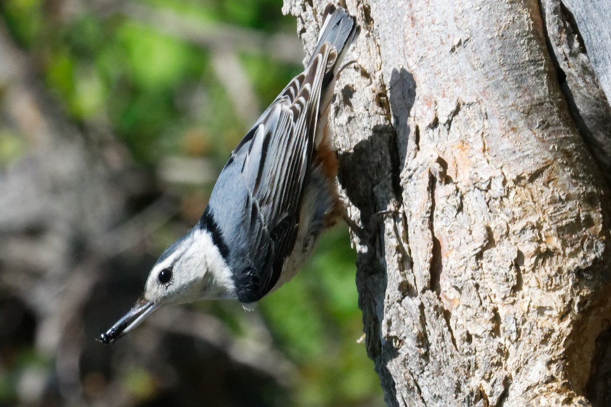 White-breasted Nuthatch - ML619323028