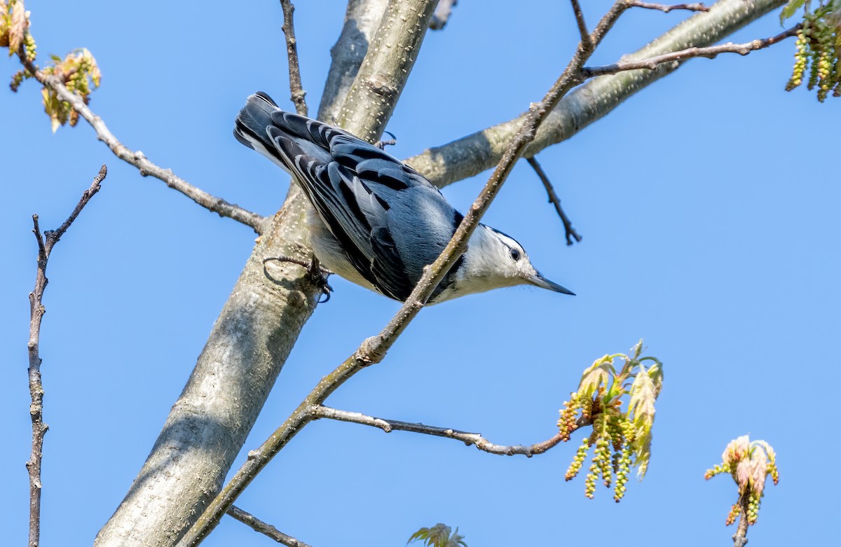 White-breasted Nuthatch - ML619323040