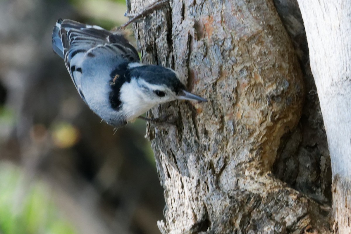 White-breasted Nuthatch - ML619323043