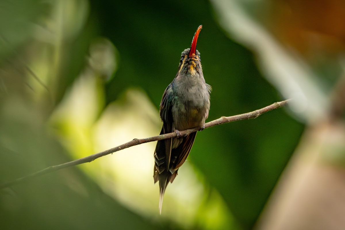 kolibřík šedobřichý - ML619323048