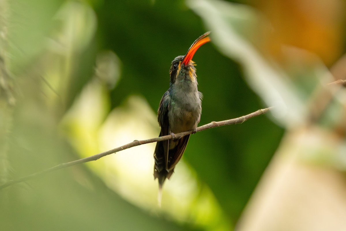 kolibřík šedobřichý - ML619323049