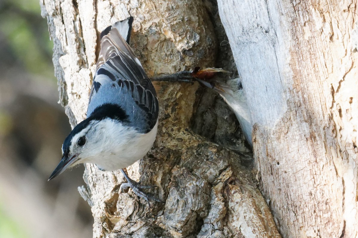 White-breasted Nuthatch - ML619323062