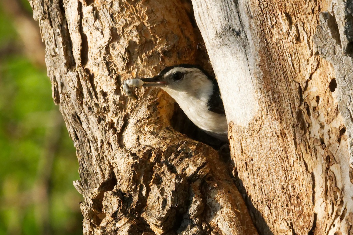 White-breasted Nuthatch - ML619323086