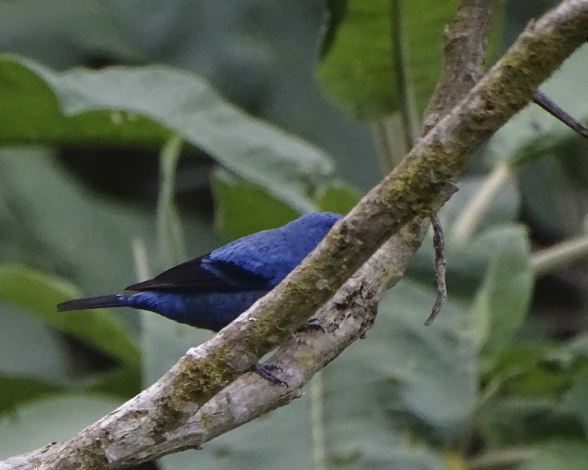 Blue-and-black Tanager - ML619323097