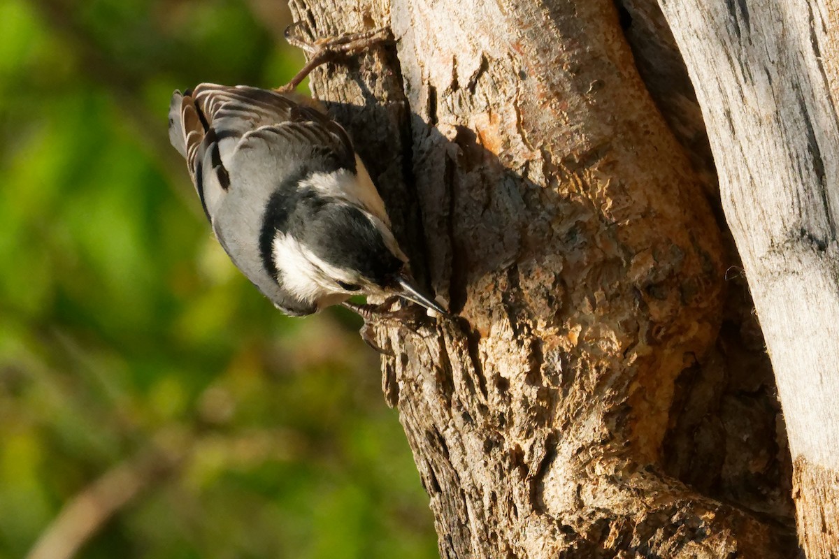 White-breasted Nuthatch - ML619323099