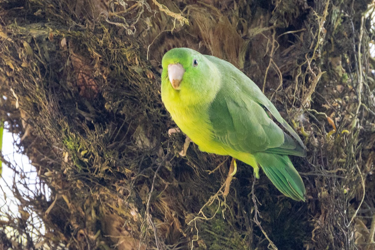 Spectacled Parrotlet - ML619323107
