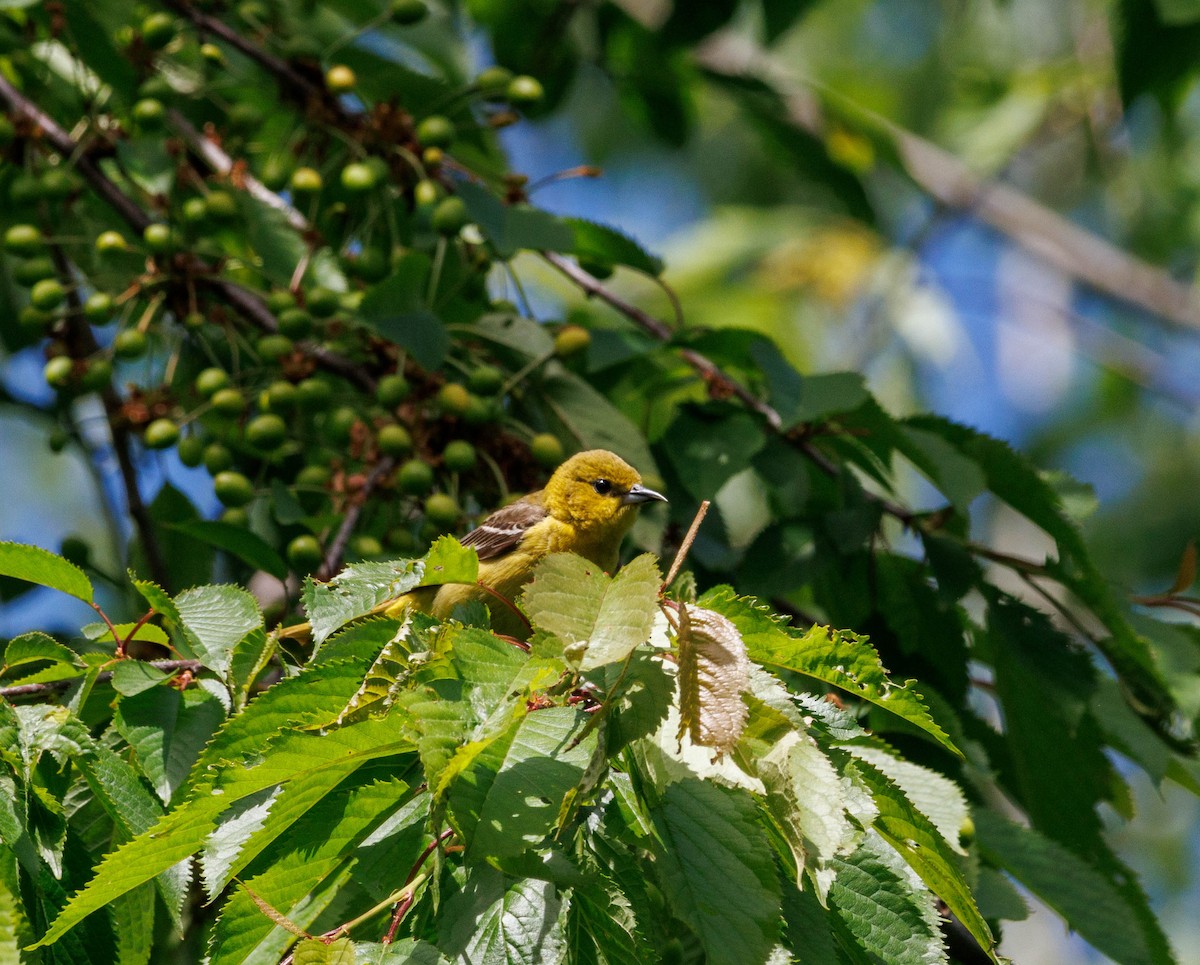 Orchard Oriole - ML619323112