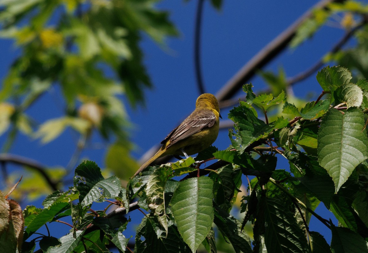 Orchard Oriole - ML619323113