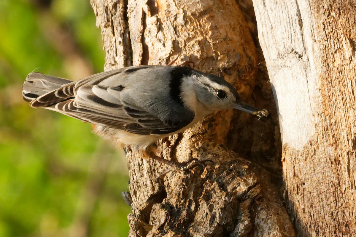 White-breasted Nuthatch - ML619323118
