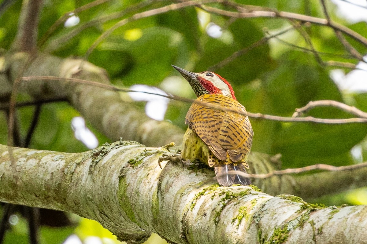 Spot-breasted Woodpecker - ML619323175