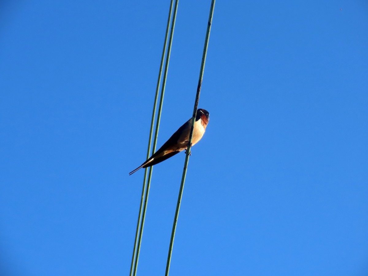 Barn Swallow - ML619323199
