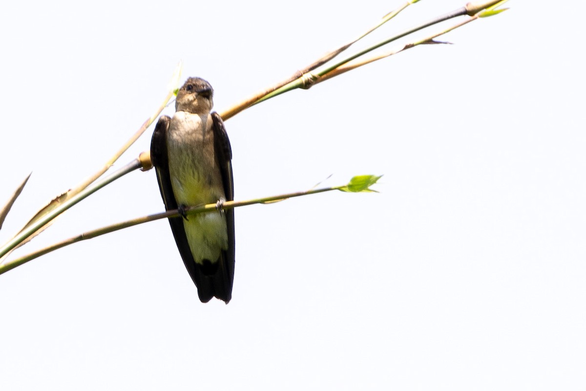 Southern Rough-winged Swallow - ML619323209